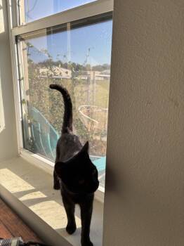 Rescue Domestic Short Hair Cats for Adoption in Salisbury, North Carolina - Mr. Perfect | PetCurious