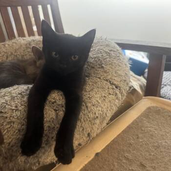 Domestic Long Hair Cats Available for Adoption - Stuffing | PetCurious