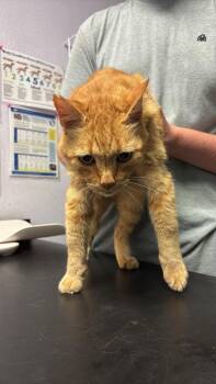 Beatle -  Domestic Short Hair Cat Available for Adoption in New Braunfels, Texas - Beatle | PetCurious