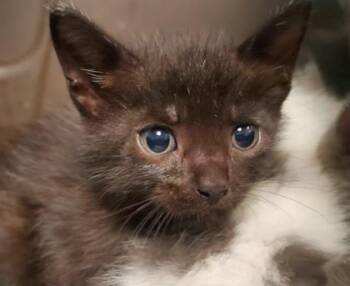 Bon Bon -  Domestic Long Hair and Domestic Short Hair Cat for Adoption in Kansas City, Missouri - Bon Bon | PetCurious