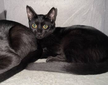 Rescue Domestic Short Hair Cats for Adoption in Orange, California - Ivy | PetCurious