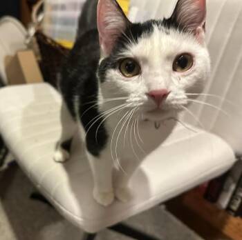 LaPorta (coming soon!) -  Domestic Short Hair Cat Available for Adoption in Kalamazoo, Michigan - LaPorta (coming Soon!) | PetCurious
