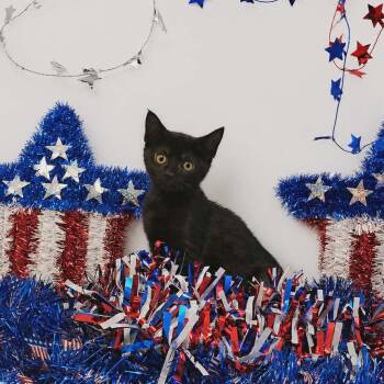 Molly -  Domestic Short Hair Cat for Adoption in Pompano Beach, Florida - Molly | PetCurious