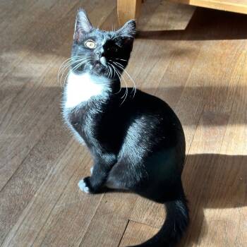 Rescue Domestic Short Hair and Tuxedo Cats for Adoption in Rochester Hills, Michigan - Boots | PetCurious