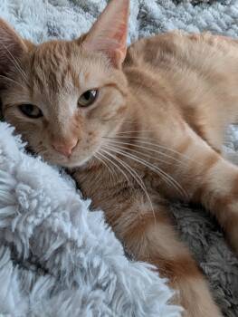 Domestic Short Hair Cats Available for Adoption - Cat-mellow  | PetCurious