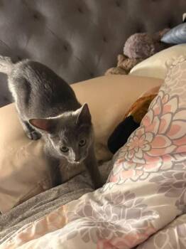 Mirabell -  Domestic Short Hair Cat for Adoption in Skippack, Pennsylvania - Mirabell | PetCurious