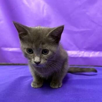 Indy 2 -  Domestic Short Hair Cat for Adoption in North Myrtle Beach, South Carolina - Indy 2 | PetCurious