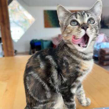Rescue Domestic Short Hair Cats for Adoption in Ashland, Oregon - Sable | PetCurious