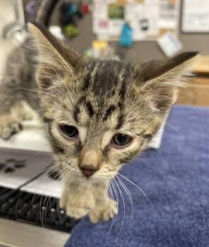 Domestic Short Hair Cats Available for Adoption in Westland, Michigan - Tiny | PetCurious