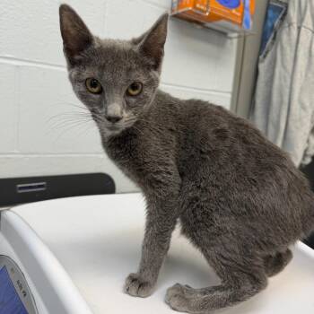 Sno Biz -  Domestic Short Hair Cat for Adoption in Parkersburg, West Virginia - Sno Biz | PetCurious