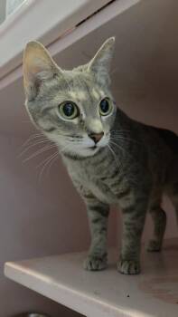 Wisteria -  Domestic Short Hair Cat for Adoption in Charleston, South Carolina - Wisteria | PetCurious