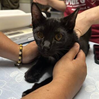 Earth -  Domestic Short Hair Cat for Adoption in Waynesville, North Carolina - Earth | PetCurious