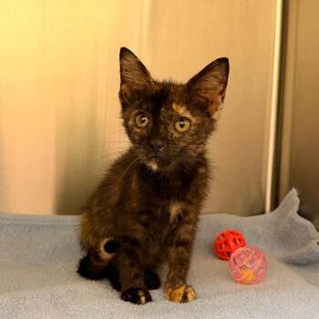 Witty -  Domestic Short Hair Cat for Adoption in Lynchburg, Virginia - Witty | PetCurious