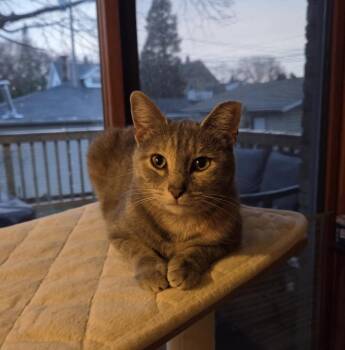 Domestic Short Hair Cats Available for Adoption - Sugar Snap Pea | PetCurious