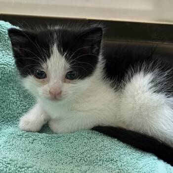 Rescue Domestic Short Hair Cats for Adoption in Cumberland, Maryland - Winston | PetCurious