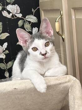Morton -  Domestic Short Hair Cat for Adoption in Chattanooga, Tennessee - Morton | PetCurious