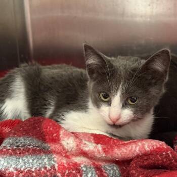 Julep (bonded w/ Mint) -  Domestic Short Hair Cat for Adoption in Oakland, California - Julep (bonded W/ Mint) | PetCurious