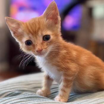 Ollie -  Domestic Short Hair Cat for Adoption in Tustin, California - Ollie | PetCurious