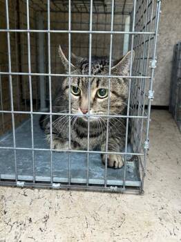CHICO -  Domestic Short Hair Cat for Adoption in Louisville, Kentucky - CHICO | PetCurious