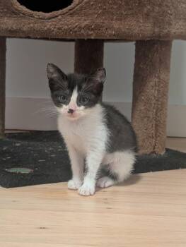 Milk and Cookies -  Domestic Short Hair and American Shorthair Cat for Adoption in Pacifica, California - Milk And Cookies | PetCurious