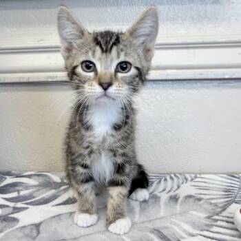Domestic Short Hair Cats Available for Adoption in Medford, Oregon - Morgan | PetCurious
