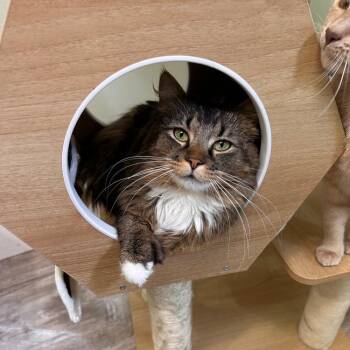 Burr -  Domestic Long Hair Cat for Adoption in Greensburg, Pennsylvania - Burr | PetCurious