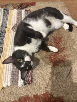Rescue Domestic Short Hair Cats for Adoption in White Bluff, Tennessee - Monnie | PetCurious