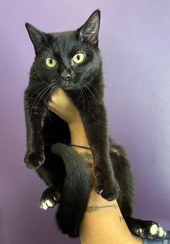 *Disco* -  Domestic Short Hair Cat for Adoption in Salt Lake City, Utah - *Disco* | PetCurious