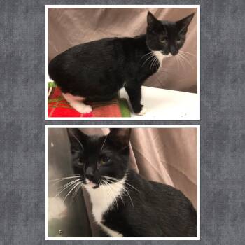 Rescue Domestic Short Hair Cats for Adoption in Buckhannon, West Virginia - SAINT LAURENT | PetCurious