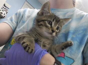 PEAR -  Domestic Short Hair Cat for Adoption in Omaha, Nebraska - PEAR | PetCurious