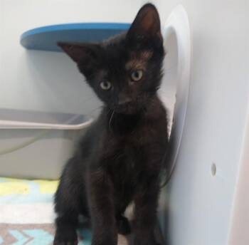 Domestic Short Hair Cats Available for Adoption in Palo Alto, California - SHADOW | PetCurious