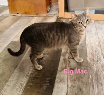 Big Mac -  Domestic Short Hair Cat for Adoption in Milton, Delaware - Big Mac | PetCurious