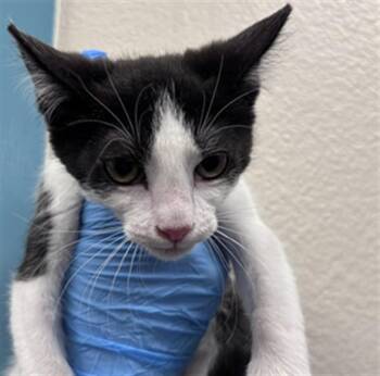 Domestic Short Hair Cats Available for Adoption in Las Vegas, Nevada - HELLO KITTY | PetCurious