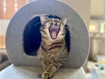 Murray -  Domestic Short Hair Cat for Adoption in Plainfield, Illinois - Murray | PetCurious
