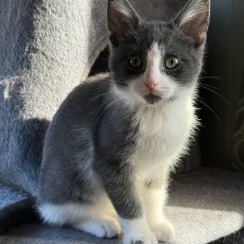 Rescue Domestic Short Hair Cats for Adoption in Wautoma, Wisconsin - Frogger | PetCurious