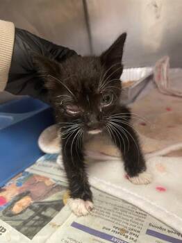 ACE -  Domestic Short Hair Cat for Adoption in Columbia, South Carolina - ACE | PetCurious