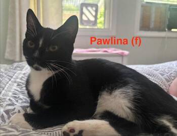 Pawlina - BONDED PAIR -  Domestic Short Hair Cat for Adoption in Naugatuck, Connecticut - Pawlina - BONDED PAIR | PetCurious