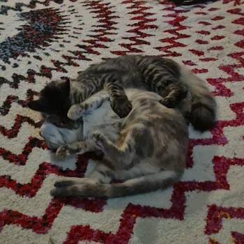 Tracksie -  Domestic Short Hair Cat for Adoption in Saint Paul, Minnesota - Tracksie | PetCurious
