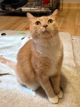 Beauty -  Domestic Medium Hair Cat for Adoption in Indianapolis, Indiana - Beauty | PetCurious