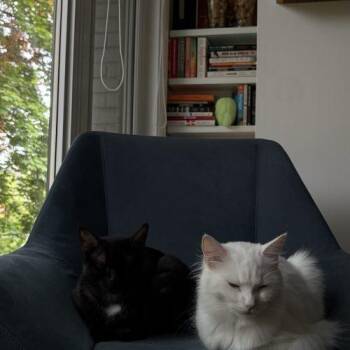 Sudoku -  Domestic Short Hair Cat for Adoption in Toronto, Ontario - Sudoku | PetCurious