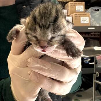 Roly Poly -  Domestic Short Hair Cat for Adoption in Houston, Texas - Roly Poly | PetCurious
