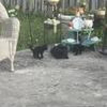 Domestic Short Hair Cats Available for Adoption in West Palm Beach, Florida - Chick-Fil-A Sauce | PetCurious