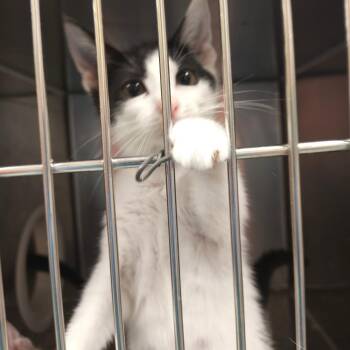 Gravy Boat -  Domestic Short Hair Cat for Adoption in Philadelphia, Pennsylvania - Gravy Boat | PetCurious