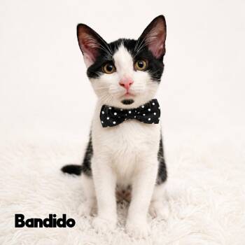 Bandido -  Domestic Short Hair Cat for Adoption in Providence, Rhode Island - Bandido | PetCurious