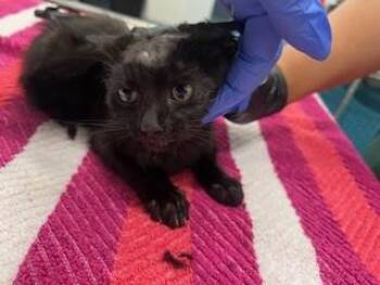 CARNATION -  Domestic Short Hair Cat for Adoption in Antioch, California - CARNATION | PetCurious