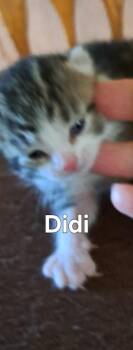 Didi -  Domestic Short Hair Cat for Adoption in Plattsburgh, New York - Didi | PetCurious