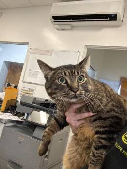 Domestic Short Hair Cats Available for Adoption - Louise | PetCurious