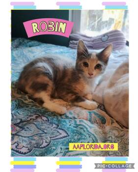 Robin -  Domestic Medium Hair and Calico Cat for Adoption in Pensacola, Florida - Robin | PetCurious