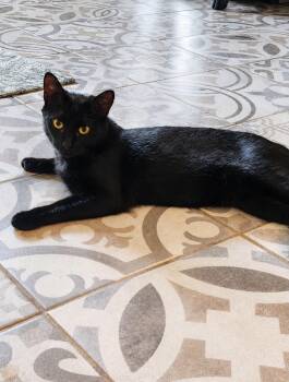 Salem (1/2 price adoption fee) -  Bombay and Domestic Short Hair Cat for Adoption in New York, New York - Salem (1/2 Price Adoption Fee) | PetCurious