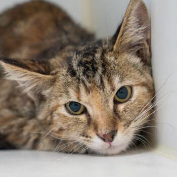 Matisse -  Domestic Short Hair Cat for Adoption in Hawthorne, California - Matisse | PetCurious